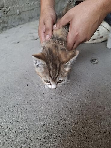 кошка домашний: Отдалим в хорошие руки, очаровательные котята из одного помёта — 7