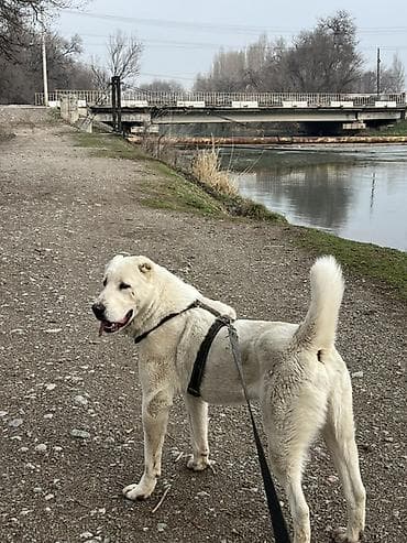 Отдам даром собаку: Вязка: Алабай, Самец, 2 года, С прививкой, С родословной — 4