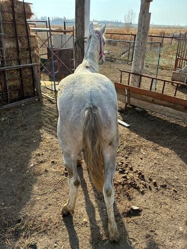 продажа пчёл: Сатам | Байтал | Ат спорту — 12