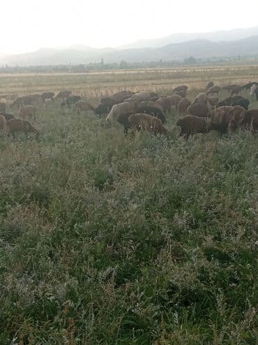 запчас трактор: Кой кайтарганга койчу керек. Тамак,жатакана бар,айлык Оз убагында — 2