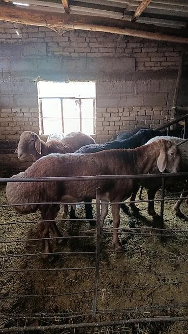 в связи с переездом отдам попугая жако в добрые руки: Продаю | Овца (самка) | Для разведения — 7