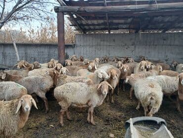 в добрые руки собаку: Продаю | Овца (самка) | Полукровка — 1