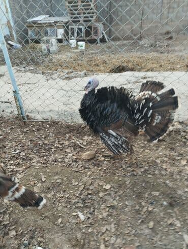 бишкек купить ноутбук: Электрокамин Firelight, 2000 Вт, Светодиодная технология (LED) — 3