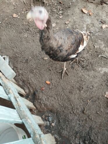 продаю дом иссык куле: Номер, 2500 ЦО Фонтан, Балыкчы, Бильярд — 3