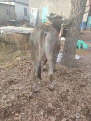 показы 1 354 72 договорная кошка даром британская короткошёрстная 1 год мальчик метис 2 позвонить написать: Сатам | Бука (эркек) | Көбөйтүү үчүн | Жасалма уруктандырылган — 3