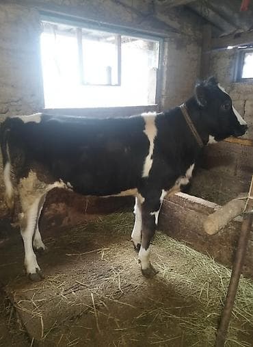 Продаю | Тёлка | На откорм | Отела не было