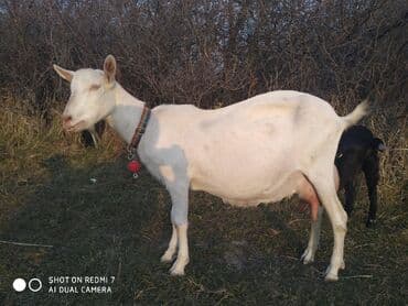 чебурашка бишкек: Домашнее Козье молоко. Экологически чистый продукт. Находимся в — 13