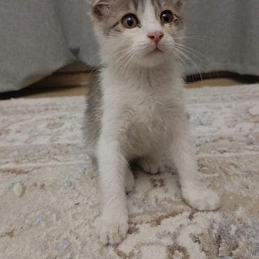 вислоухие кошки: Шотландский вислоухий котёнок (Scottish Fold) отдам даром - Окрас — 3