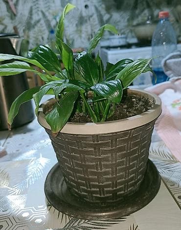 круглый: Спатифиллум (Spathiphyllum) в горшке - Компактный куст с плотной — 2