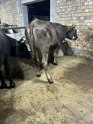 кукурузные хлопья: Продаю | Корова (самка) | Алатауская, Бельгийская, Абердин-ангус | Для молока | Племенные — 2