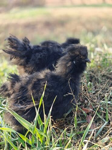 Продаю | Куры | Для разведения