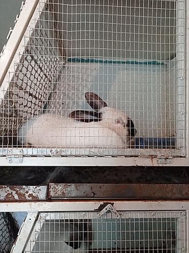 Weltmeister: На развод — 3