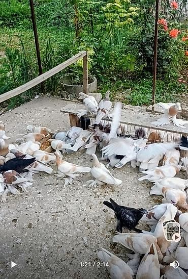 продам курей: Продаю голубей, можно оптом, голуби с игрой многие с гребляй,есть — 4