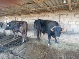 продаю связи с переездом: Продаю | Бык (самец) | Швицкая | На откорм, На забой | Искусственник — 1