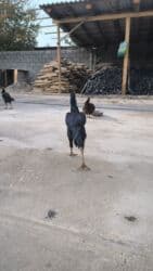 в связи с переездом отдам попугая жако в добрые руки: Дакан чөжө короз — 5