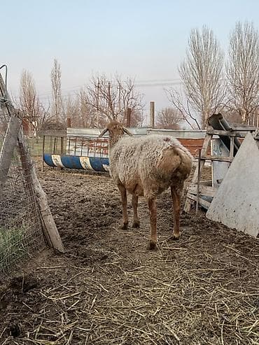 бараны аршан: Продаю | Овца (самка) | Для разведения | Ярка — 3