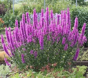 саженцы цветов: Саженцы — 3