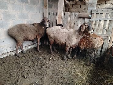 bazar kg: Продаю | Овца (самка) — 1