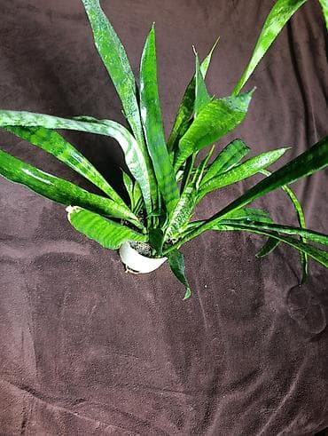 фикус купить: Комнатные растения в горшках/кашпо Ассортимент: - Аллоказия — 8