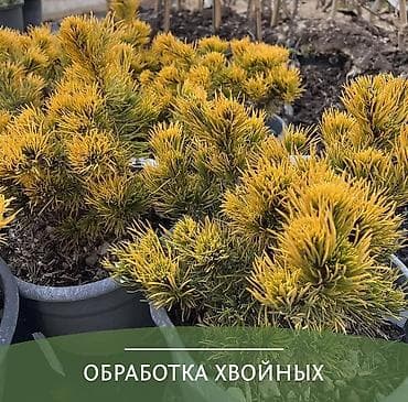 🌳 Обработка хвойных деревьев