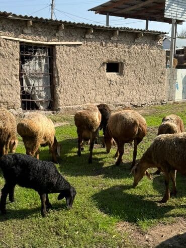 индюк на кыргызском: Продаю | Овца (самка) | Для разведения | Матка — 6