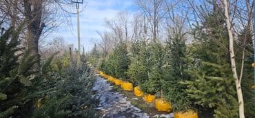 диваны бишкек табылга: Пихта,Голубые ели,Голубая ель,Сосна,Можевельник,Ёлка — 5