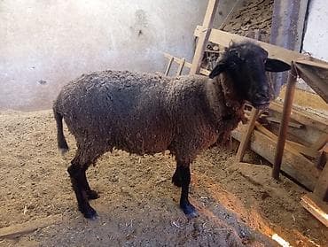 овец: Продаю | Овца (самка) — 3