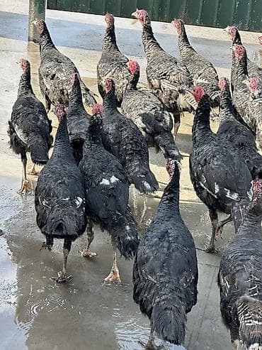 голуби птицы животный: Продаю | Индюшата | Для разведения | Племенные — 4