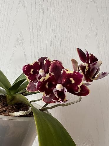 купить калифорнийского червя: Миди-орхидея Proletariat (Phalaenopsis, миди формат). - Окраска — 1