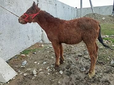 ат сатып алам: Эркек семиз тай сатылат баасы 60мин адрес Ысык ата Тогуз булакта — 1