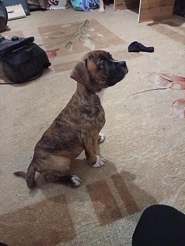 собака продам: Собака даром: 2 месяца, Самка — 3