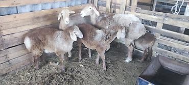 животные купить: Продаю | Овца (самка) | Для разведения | Матка — 1