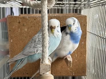 Продаются волнистые попугаи,вместе с клеткой и другими предметамии at lalafo.kg Продаются волнистые попугаи,вместе с клеткой и другими предметамии