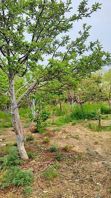 арашан участки: 8 соток, Красная книга — 1