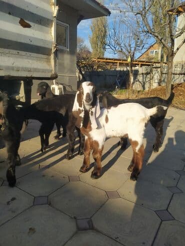 цены породистых собак: Продаю | Козлёнок | Нубийская | Для разведения | Племенные — 2