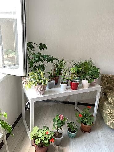 алоэ вера где можно купить: Папоротник 650 сом китайская Роза гербера. Шефлера 150.сансевьера — 6