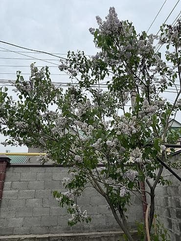 жилой городок: Срочно кирпичный дом!!!Продаётся жилой дом с благоустроенным двором — 5