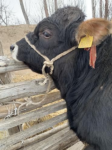 абердин: Сатам | Бука (эркек), Музоо | Ангус, Абердин-ангус | Бордоп семиртүү үчүн, Союуга — 9
