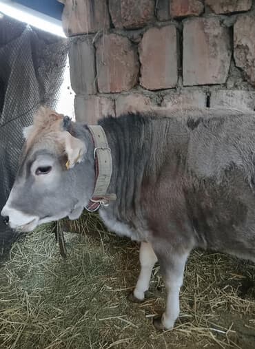 куры для разведения: Продаю | Тёлка | Швицкая | Для разведения | Искусственник — 1