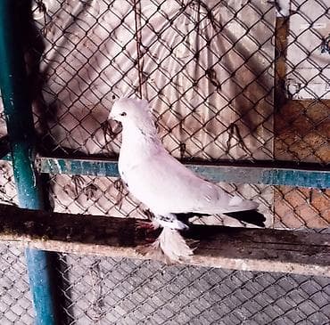 продам попугая: Голубь (самец,эркек) — 1
