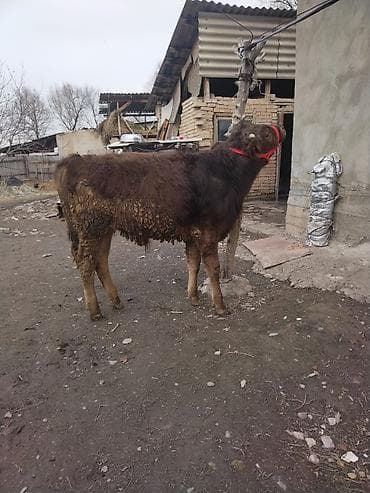 британская шиншилла кошка: Продаю | Музоо, торпок | На откорм | Привязанные — 1