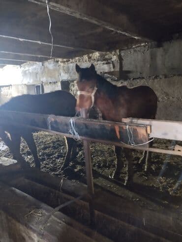 прокат лошади: Продаю | Конь (самец) | Полукровка | Рабочий | Племенные — 5
