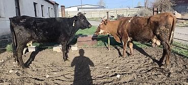 баш мака: Продаю | Корова (самка) | Алатауская | На откорм, Для разведения, Для молока — 1