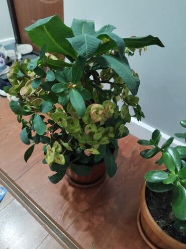 сколько стоят гипсофилы: Растения продаем фото : стоимость 1фото Алоя-300сом 2 фото женское — 7