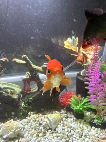 рыба для аквариума: Продаю красивый аквариум с рыбками, всего лишь за 8000 тыс. Пишите на — 10