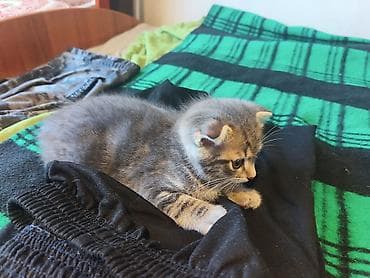 🐾 Пушистое счастье ищет дом! 🏡 потрясающая девочка ушки стоячие