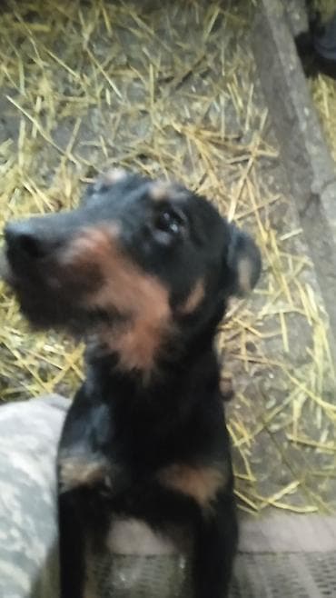 Продаю щенков породы яктыръер возраст палтара месяца цена 9.000сом☎️ at lalafo.kg Продаю щенков породы яктыръер возраст палтара месяца цена 9.000сом☎️