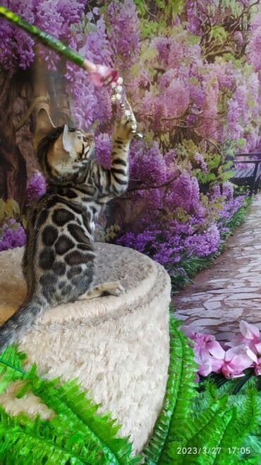 новорожденные котята: Друзья!! Проф питомник Бен Гла Мур Предлагает Шикарных элитных — 29