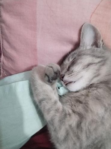 Продажа кошек: Беспородная, 5 месяцев, Девочка, Серый, Приучена к лотку — 4