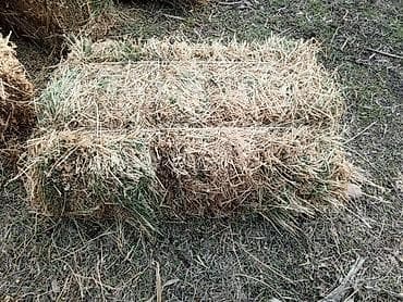 Сено в тюках - Прямоугольные тюки, плотно спрессованные, перевязаны at lalafo.kg Сено в тюках - Прямоугольные тюки, плотно спрессованные, перевязаны